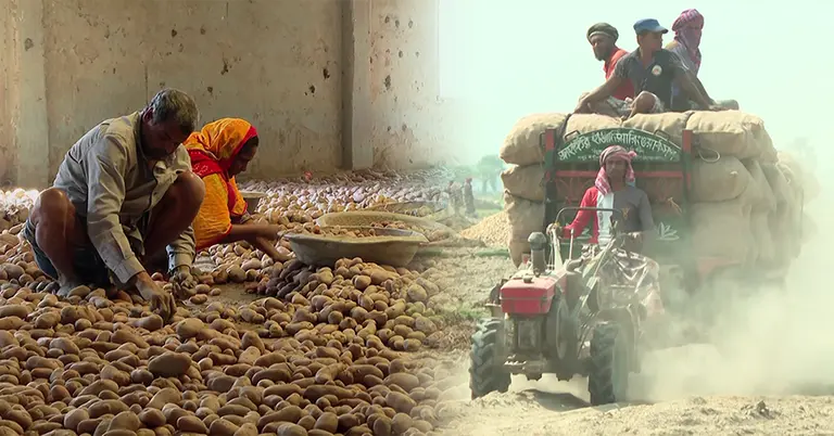 কোল্ড স্টোরেজে আলু